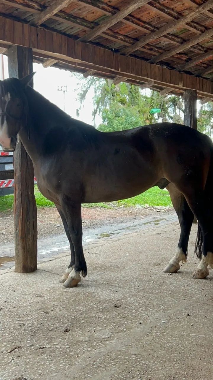 Cavalo crioulo  - Foto 5