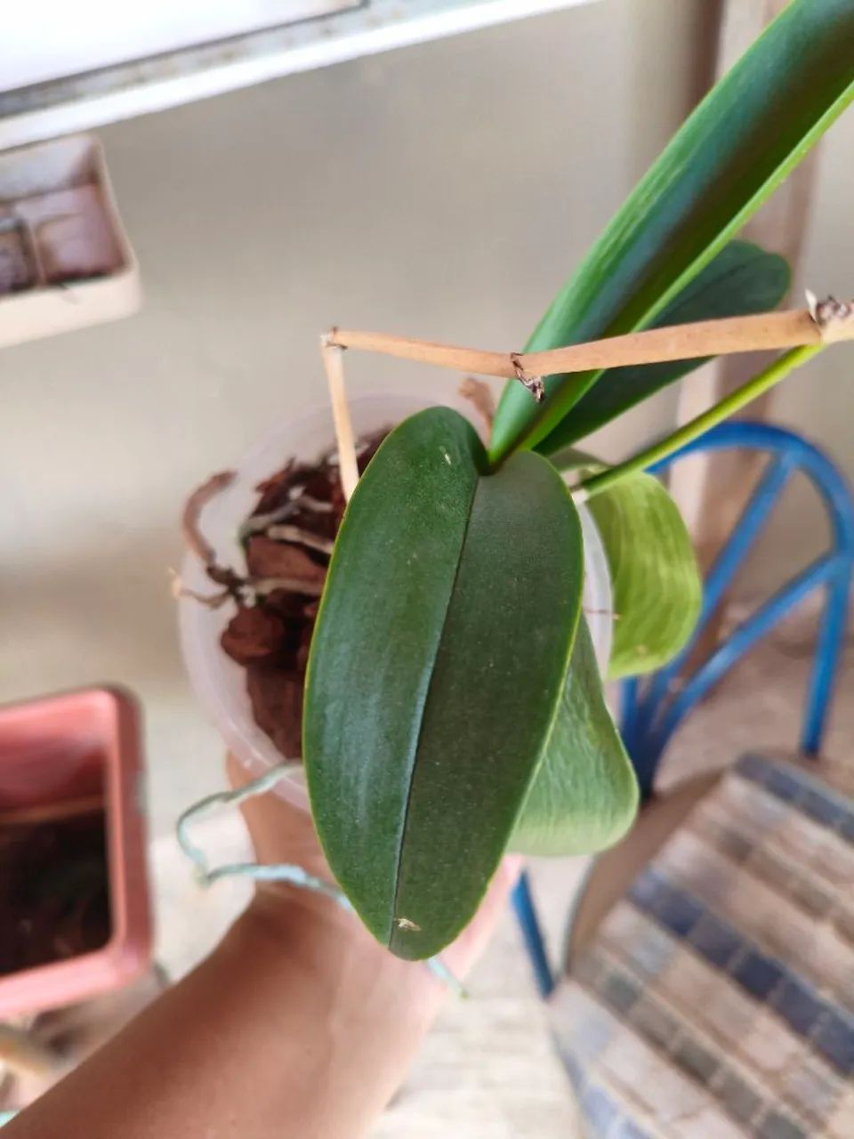 Orquídea planta LEIA - Foto 3