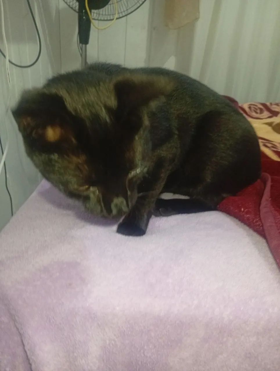 aurora,uma gata doce e meiga - Foto 3