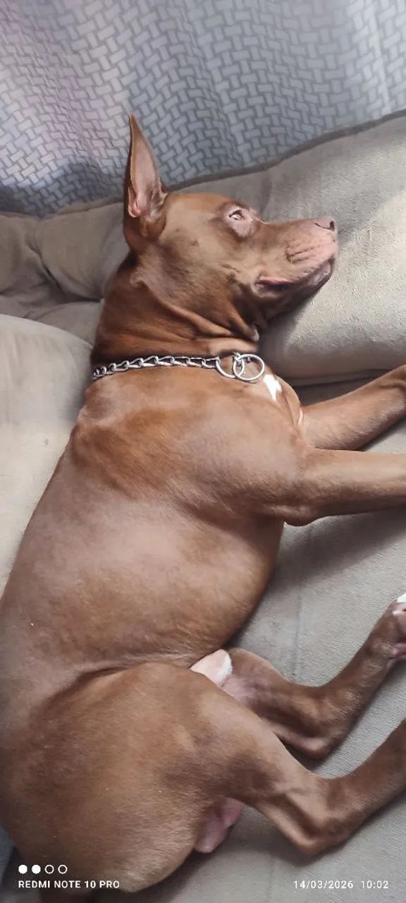 Doando Pit Bull 3 anos  - Foto 2