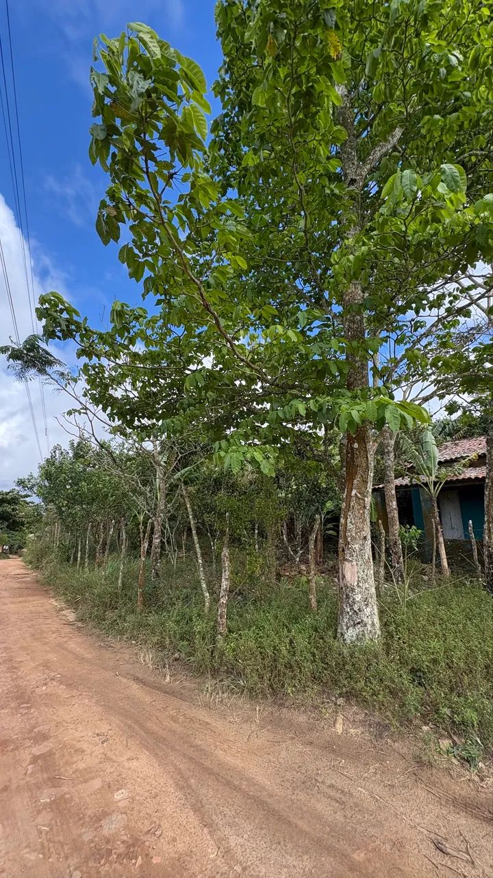 SÍTIO À VENDA - 2.400 m² | CHÃ DA GUABIRABA - BANANEIRAS/PB - Foto 3