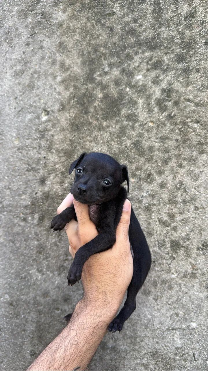 Pincher n0com1  - Foto 4