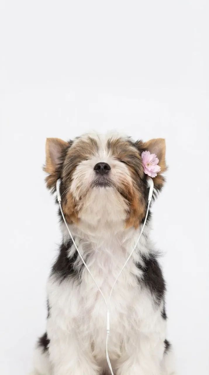 Yorkshire Biewer Terrier Machinho - Foto 3