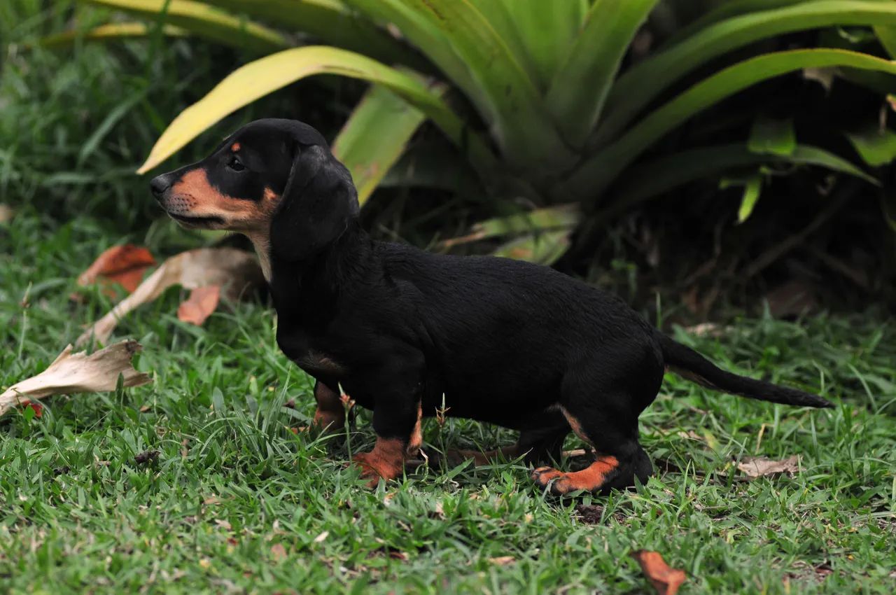 Lindos filhotes de Dachshund  - Foto 5