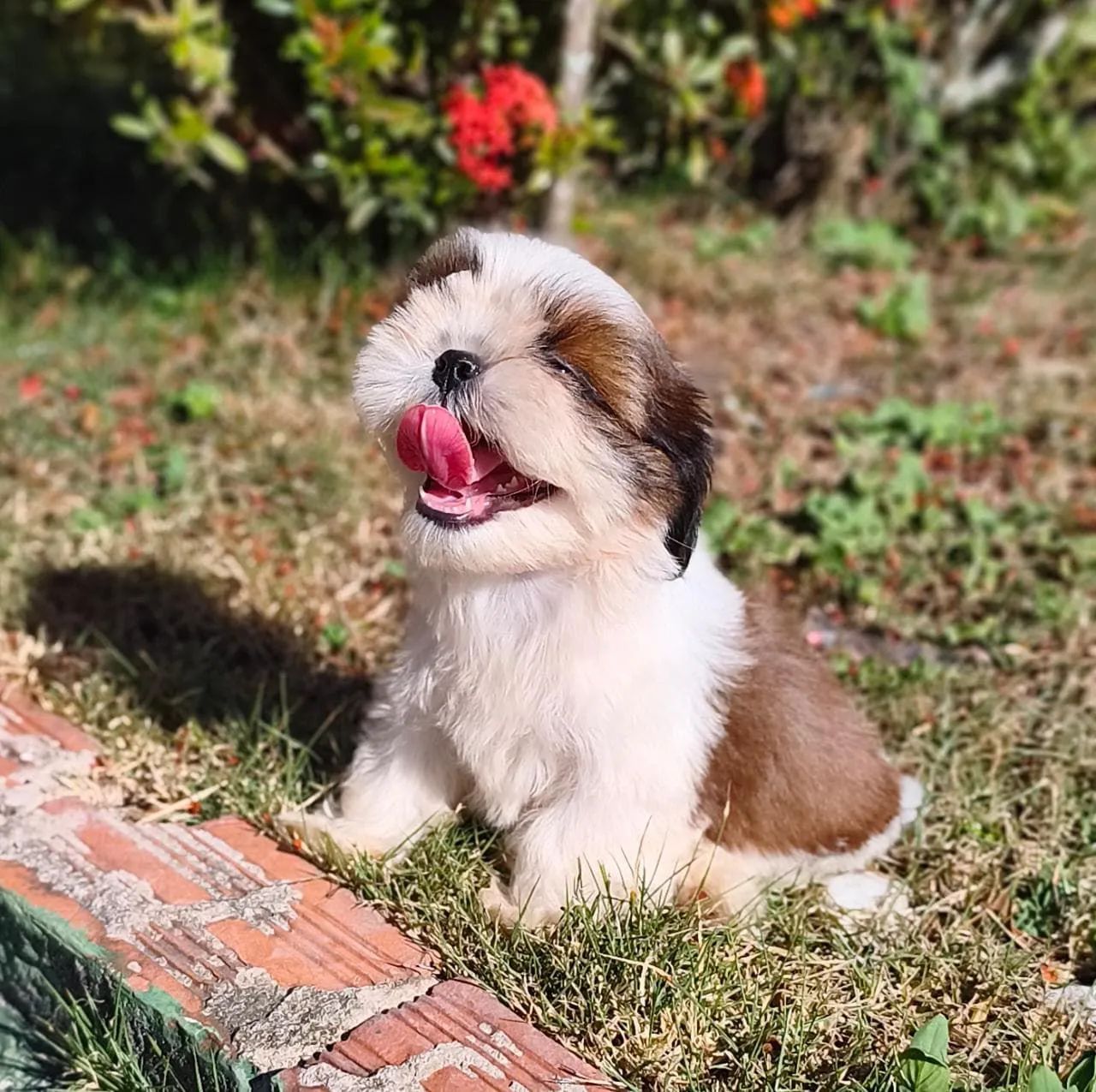 Shihtzu macho