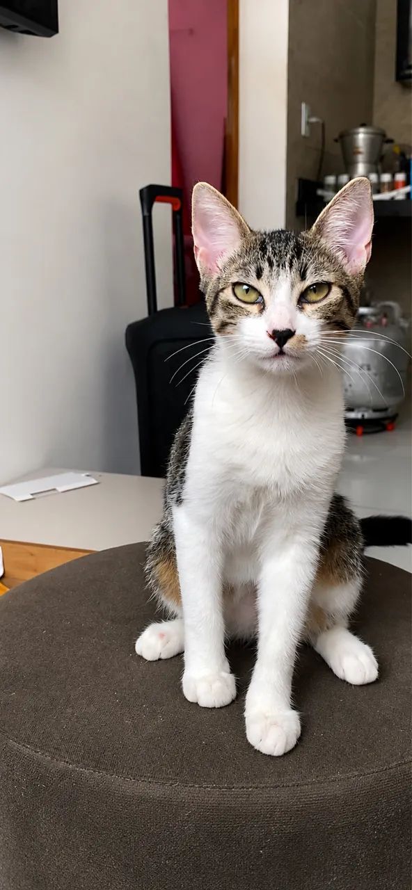 Gatos pra adoção 