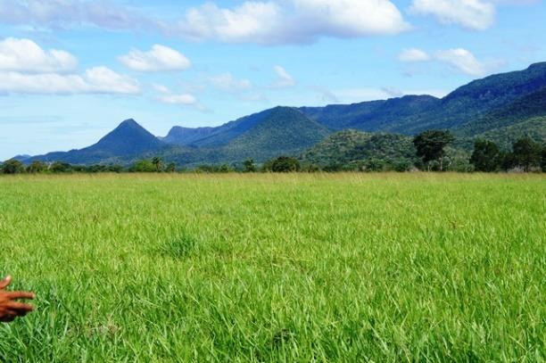 Fazenda 1750 ha N.S. Livramento MT - Foto 5
