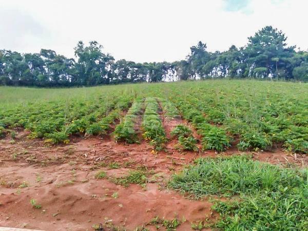 Chácara à venda em Área rural, Mandirituba cod:150401 - Foto 12