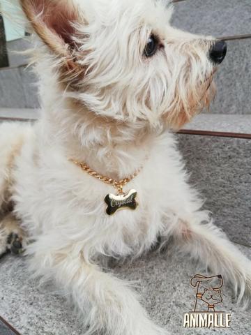 Coleira Com Placa De Identificação Para Cachorros E Gatos - Foto 2