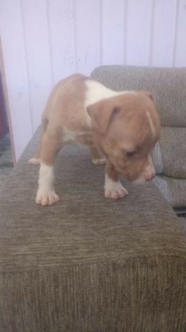 Filhote de pitbull fêmea