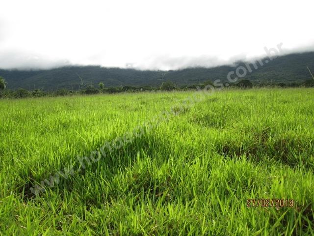 Fazenda com 881 hectares em Corumbá-MS para agricultura e pecuária - Foto 13