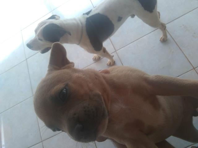 PitBull Marrom - Foto 3