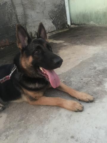 Procura-se fêmea para cruzamento - Foto 3
