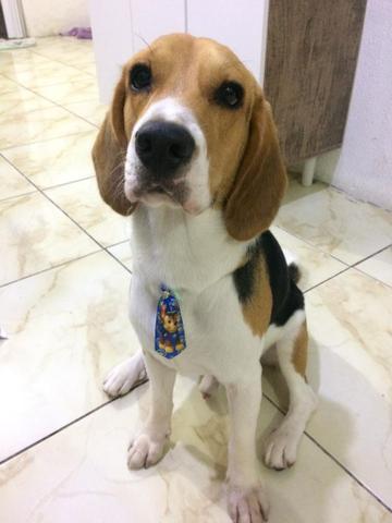 Beagle a procura de namorada. - Foto 2