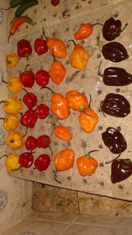 Pimentas Ardidas