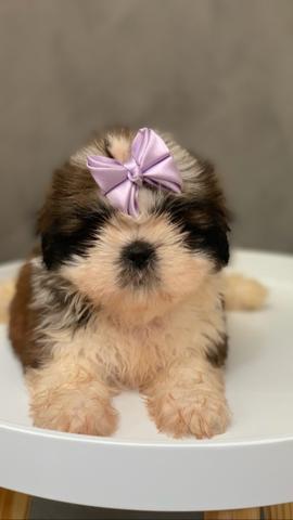 Shih tzu fêmea