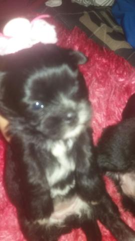 Venda de cachorro filhote com a primeira doze de vermifugo - Foto 2