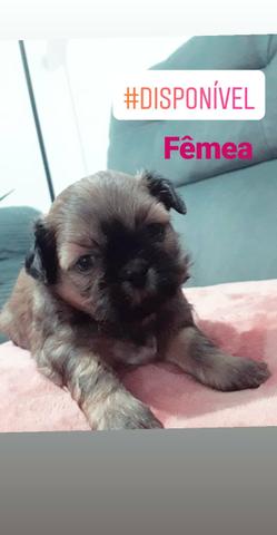Shih tzu imperdível fêmea
