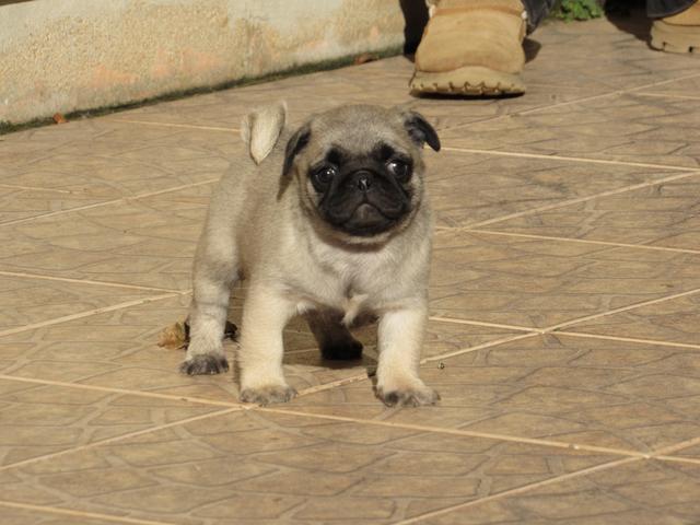 Pug com pedigree CBKC e microchip - Foto 4
