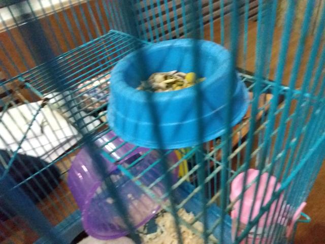 Vendo hamster com gaiola e tudo 120 R$ entrego - Foto 5