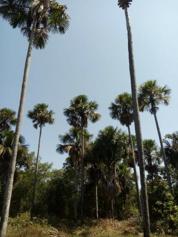 Fazenda em Boa-Hora/PI a 140 km de Teresina - Foto 15