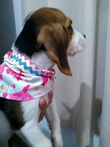 Bandana Pet - Foto 3