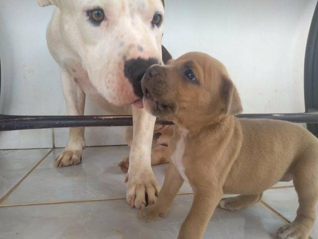 PitBull Marrom - Foto 4