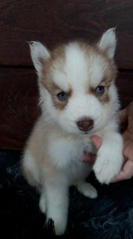 Filhote de Husky, pais legítimos... - Foto 3