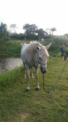 Cavalo de direita pra textar - Foto 2