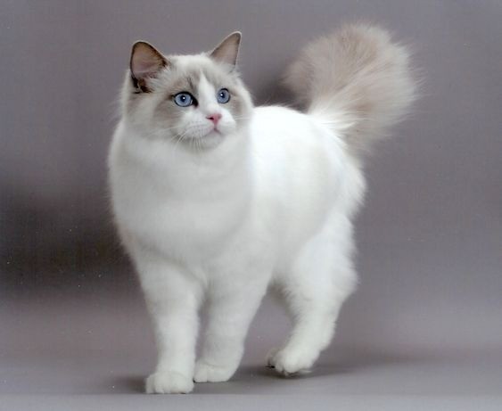 Ragdoll 