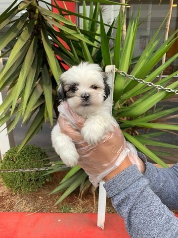 Lhasa Apso - belos filhotes em loja!!!!!