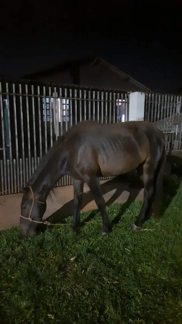 Traia de frente para cavalo  Arreios para cavalos, Acessorios