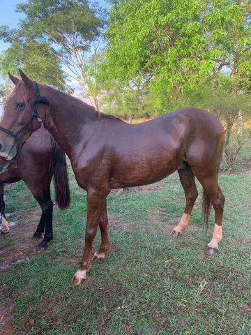 Por que os cavalos são bons para as crianças