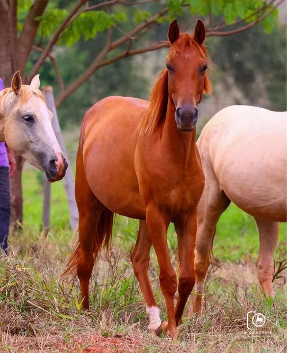 Potra 1/2 sangue quarto de milha 