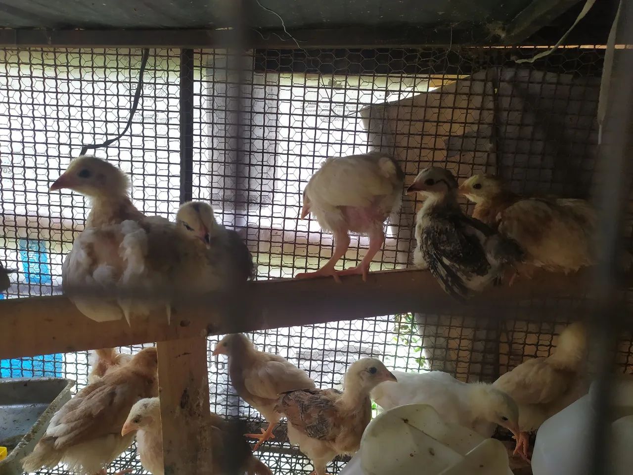 Pintinhos caipira - Foto 3