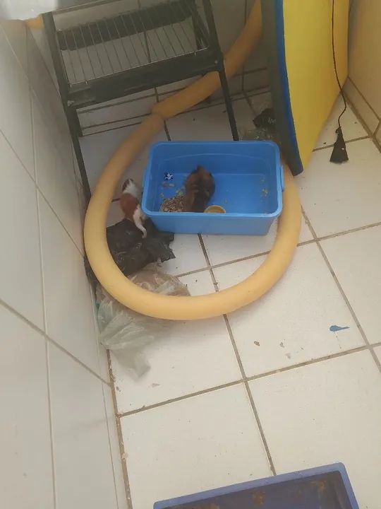 VENDO DOIS PORQUINHOS DA ÍNDIA  - Foto 3