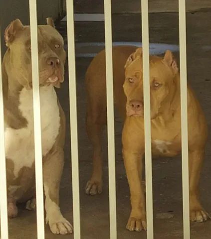 "filhotes de pit bull monster" no Brasil