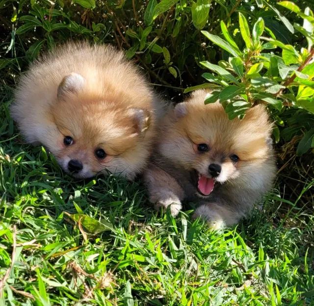 Spitz alemão anão - Pedigree CBKC - 10x sem juros - Foto 4