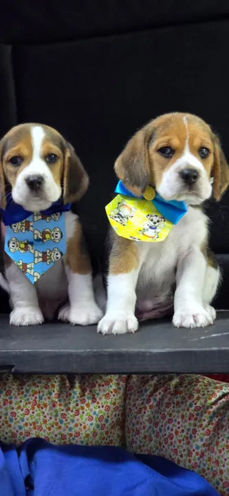 Beagle Disponivel Macho 50 dias