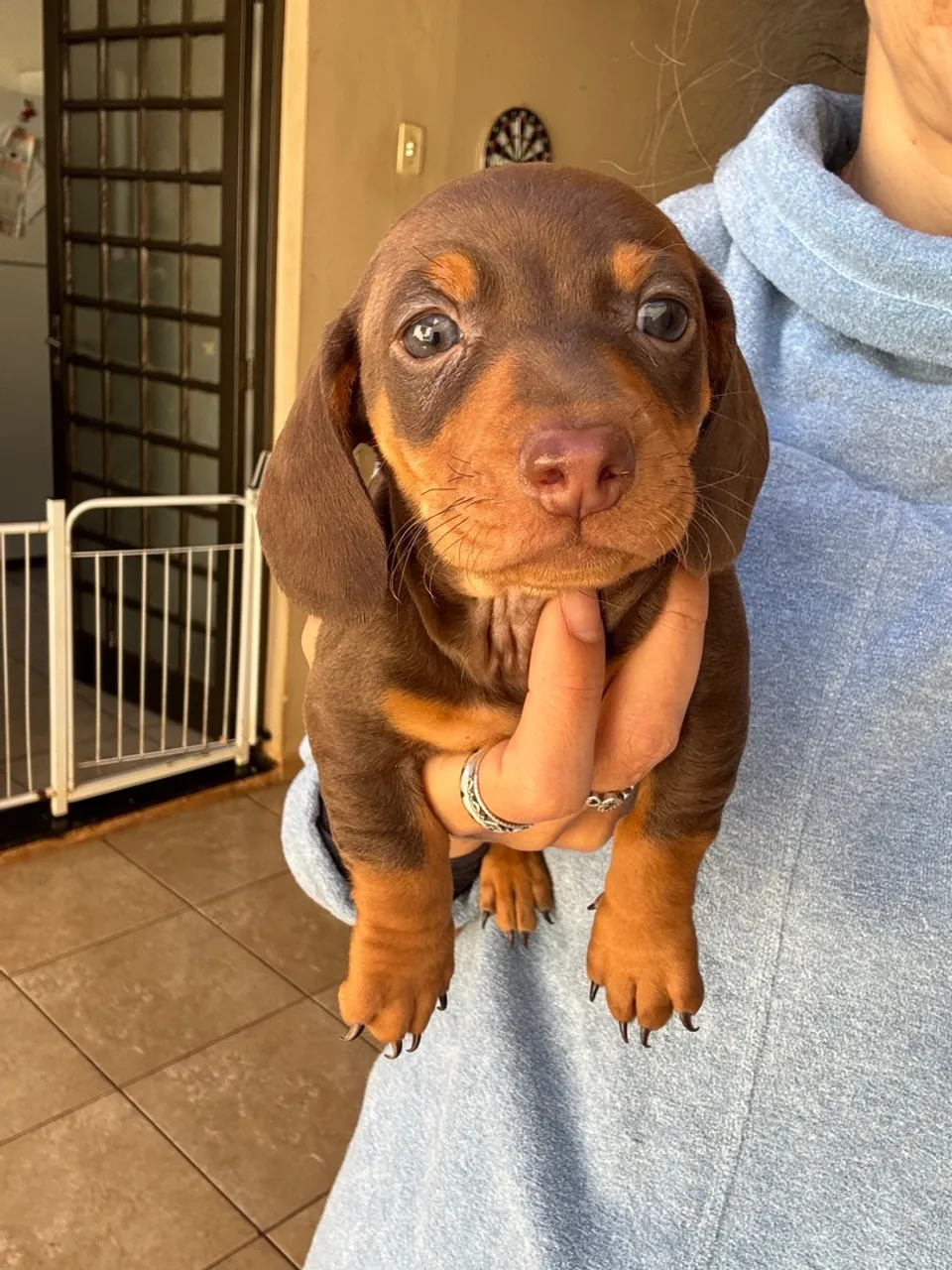 Filhote de Dachshund (salsicha) macho