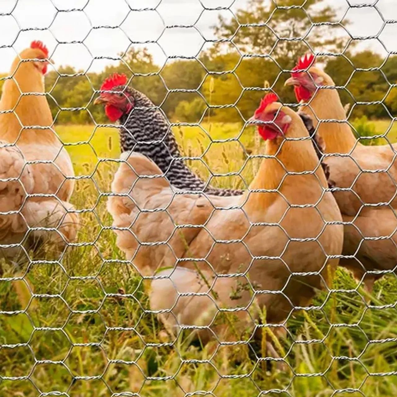 Cerca para criação de aves