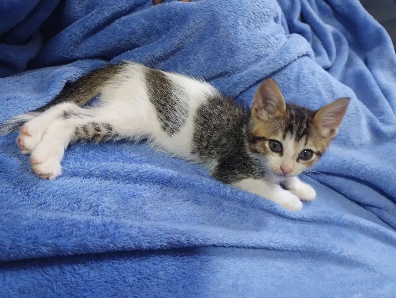 Doa se gatinhos filhotes - Foto 3