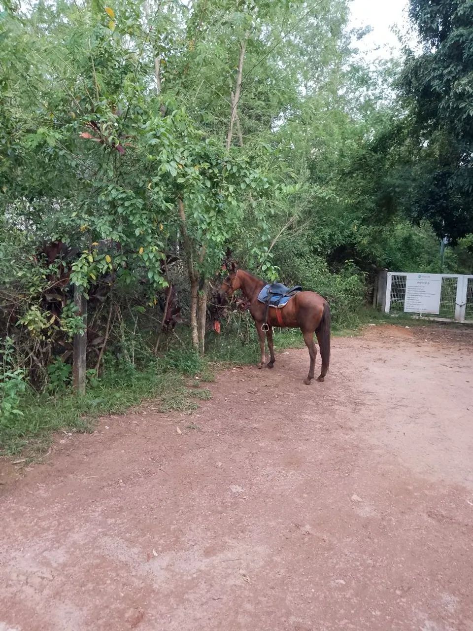 Cavalo marcha batida top - Foto 3