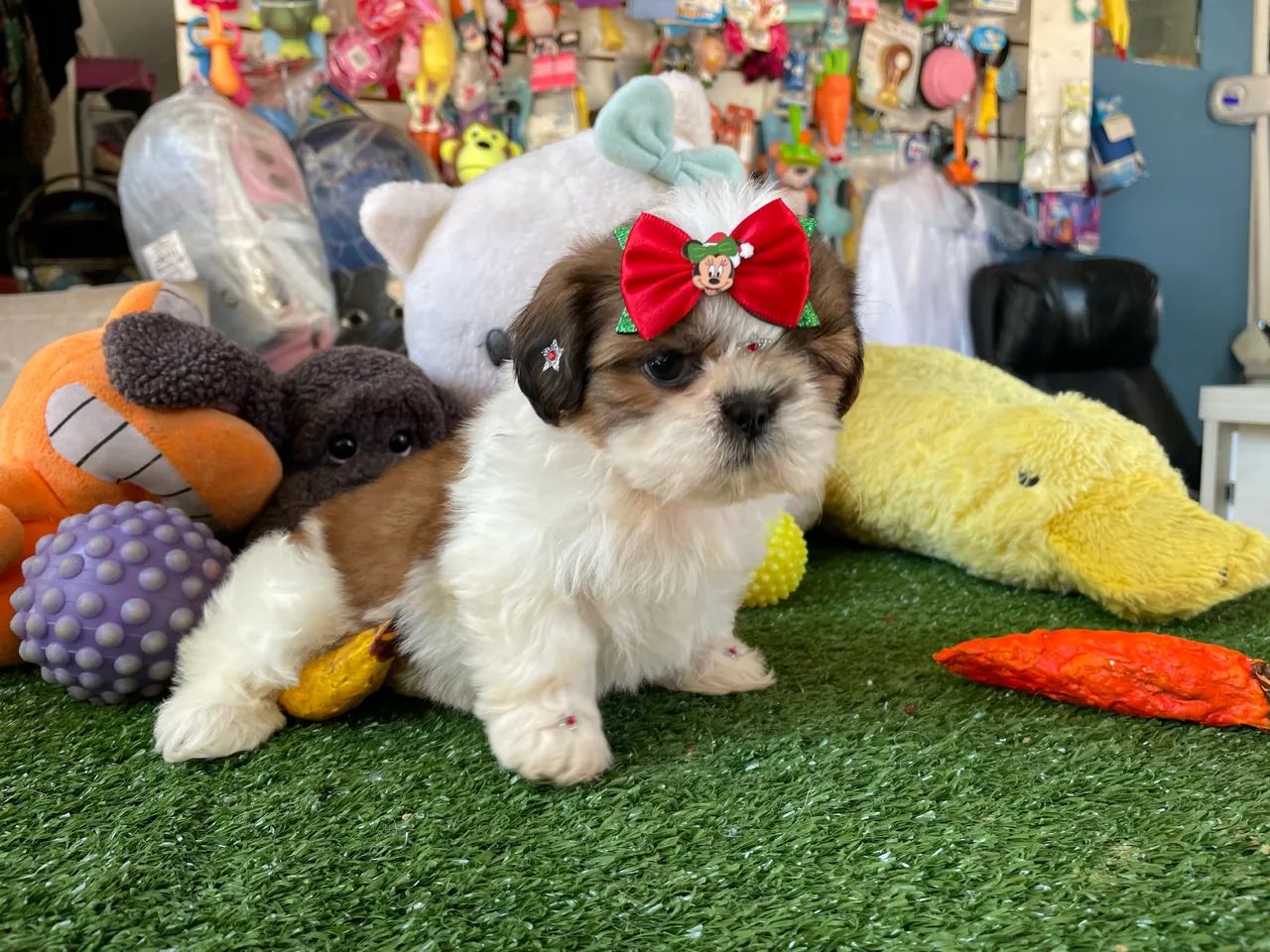 Shih tzu!!  - Foto 3