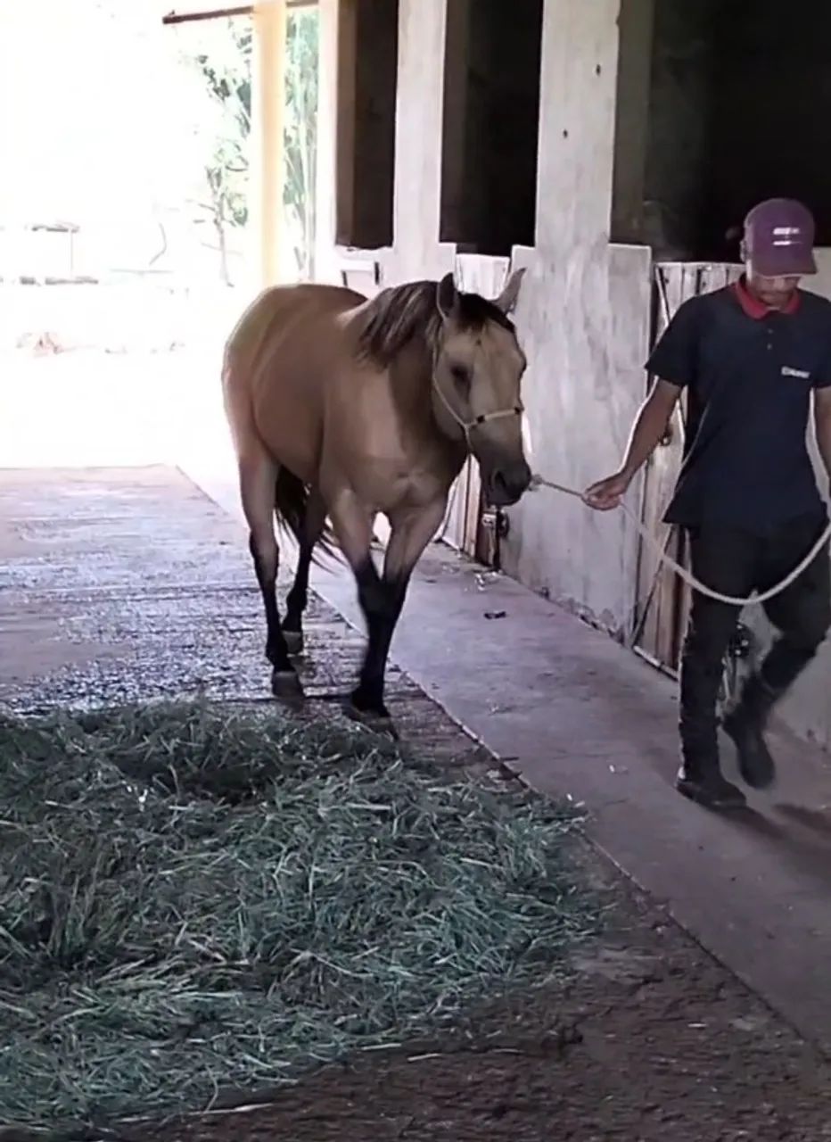 Potro garanhão a venda  - Foto 5