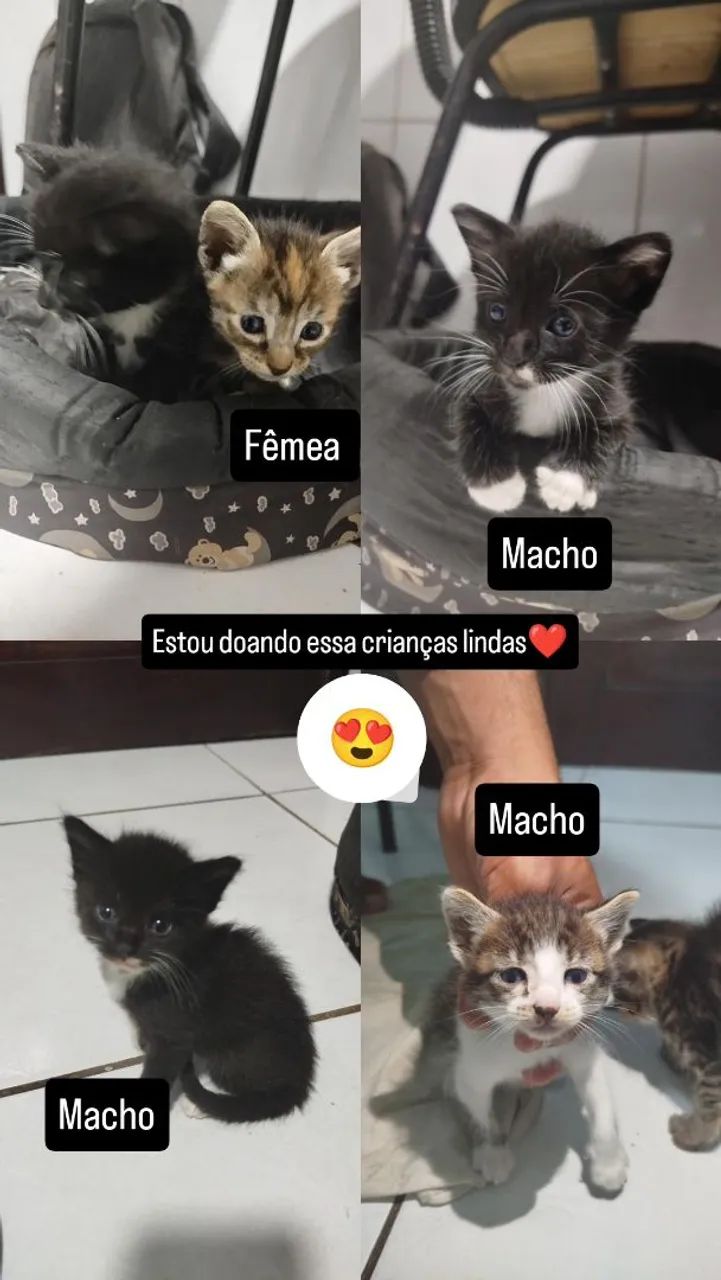 Gatinhos para adoção - Foto 6