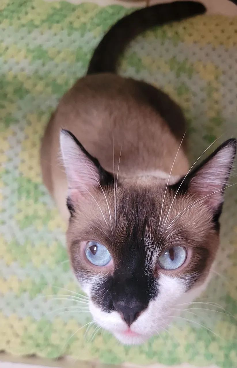 Gatos para adoção responsável  - Foto 3