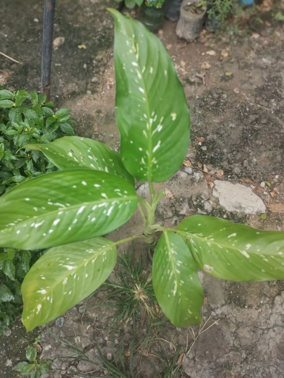 Muda de Planta com Folhas Verde e Branco