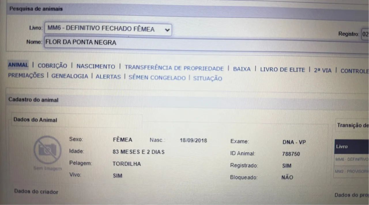 Égua mangalarga Marchador  - Foto 3