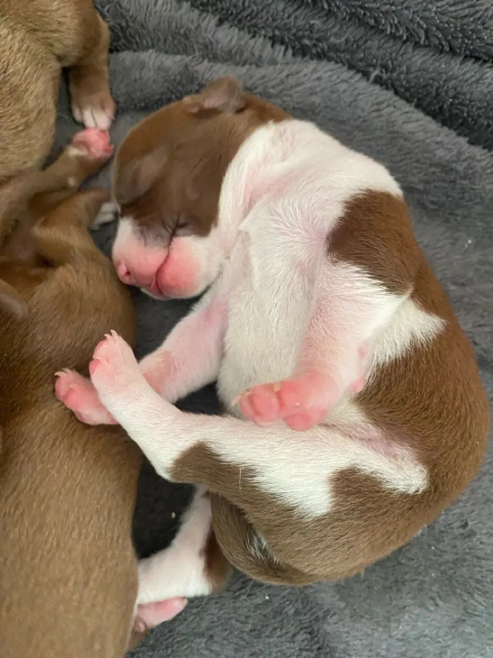 Filhotes Pitbull disponíveis para venda  - Foto 3